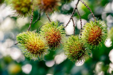 Nasarn Okulu Rambutan, Tayland 'ın en lezzetli Rambutan' ıdır.