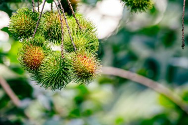 Nasarn Okulu Rambutan, Tayland 'ın en lezzetli Rambutan' ıdır.