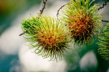 Nasarn Okulu Rambutan, Tayland 'ın en lezzetli Rambutan' ıdır.