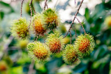 Nasarn Okulu Rambutan, Tayland 'ın en lezzetli Rambutan' ıdır.