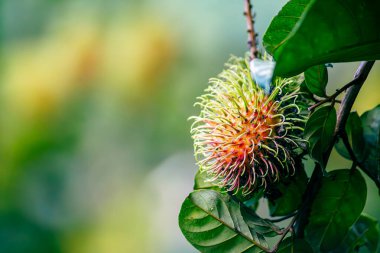 Nasarn Okulu Rambutan, Tayland 'ın en lezzetli Rambutan' ıdır.