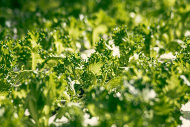 Organik hidroponik sebze organik hidroponik sebze organik hidroponik sebze.