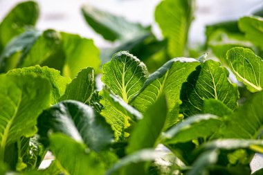 Çiftlikteki organik sebzeler. Hidrofonik teknoloji.