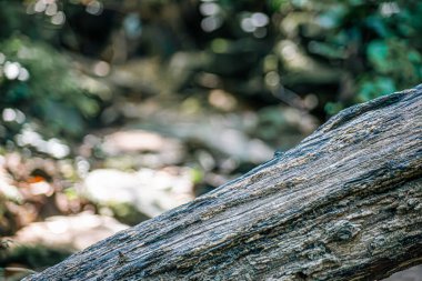 Doğal gerçekçi orman ürünü görüntüsü. Tahta podyum masası açık havada bulanıklaşıyor. Ürün yerleştirme için orman şablonu. Bokeh ile kirli zemin