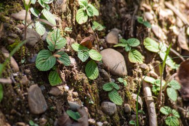 Pilea nummulariifolia, Güney Amerika ve Karayipler 'e özgü sürünen Charlie olarak bilinen bitkisel bir bitki. Kapalı alanlarda yetişebilir, örneğin asma kabında..