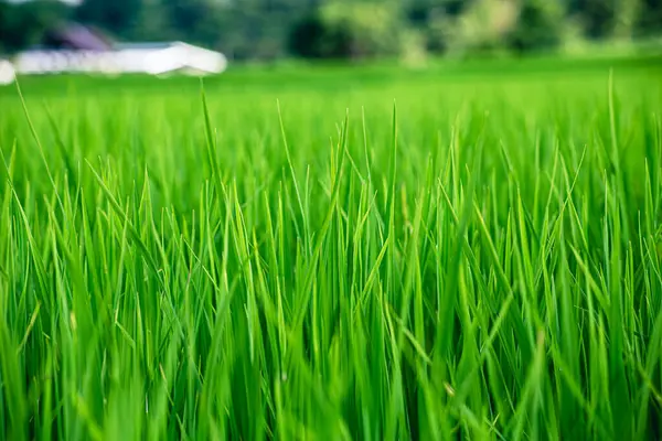 Pirinç fabrikası yakında. Tarlada yetişen tahıllı yeşil pirinç gevreği.