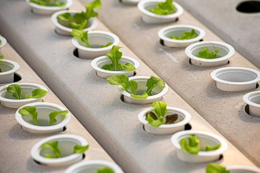 Hidrofonik çiftlik arka planında yeşil marulu kapat.