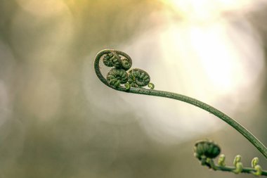 Doğal karbon lavabosu iklim değişikliğiyle savaşır. Karbon nötr ekosistemlerde sürdürülebilirlik. Yeşil ve sürdürülebilir çevre. Doğal karbon yakalama çözümü.