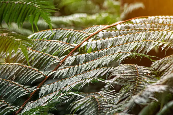 Doğal karbon lavabosu iklim değişikliğiyle savaşır. Karbon nötr ekosistemlerde sürdürülebilirlik. Yeşil ve sürdürülebilir çevre. Doğal karbon yakalama çözümü.