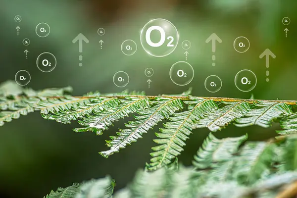 Bereketli bir ormanın ortasında oksijen kabarcıkları havanın doğadaki arındırıcı süreçleri için bir metafordur. Bitkiler karbondioksiti emer ve havaya oksijen salarlar. Oksijen salınımı kavramı