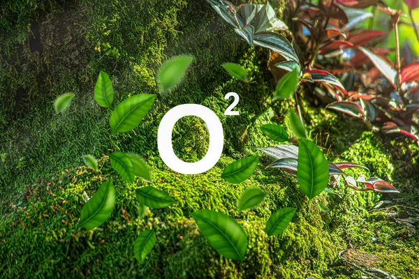 Oksijen, insanlar da dahil olmak üzere bitkilerin ve hayvanların hayatta kalması için önemli bir gazdır. Çünkü bir kaç dakikalığına bile oksijensiz kalırsanız, hayatınızı tehlikeye atabilirsiniz..