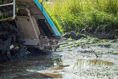 Profesyonel yerel Asyalı çiftçi ve tarım aracı nakli makinası pirinç tohumu açık gökyüzünde çeltik tarlasında..