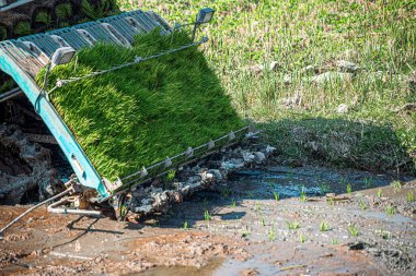 Profesyonel yerel Asyalı çiftçi ve tarım aracı nakli makinası pirinç tohumu açık gökyüzünde çeltik tarlasında..