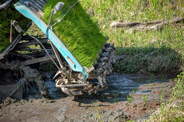 Profesyonel yerel Asyalı çiftçi ve tarım aracı nakli makinası pirinç tohumu açık gökyüzünde çeltik tarlasında..