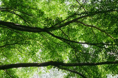 Büyük ağaç ve büyük dalın ormanda yeşil yaprakları vardır. Çok taze, yumuşak odaklı, bulanık..