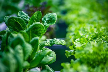Taze Yeşil Sebzeler (Hydroponics) sabah arka planına sahip, hidroponikte sebze çiftliği