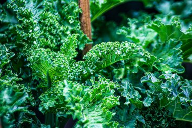 Doğal organik toprakta kıvırcık lahana. Lahana bir kış sebzesidir.