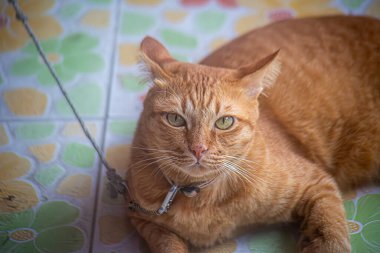 Bir Kedi Yüzünün Yakın Portresi