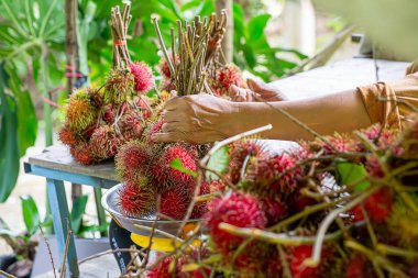 Mavi sepetteki birçok kırmızı rambutanı kapatın. Rambutan tatlı lezzetli meyveler. Taze Tayland Rambutanlarının geçmişi. kırmızı ve yeşil.