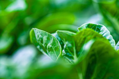 Yaprakları sebze ışık almayan gruptaki.