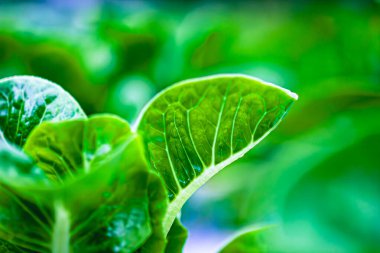 Yaprakları sebze ışık almayan gruptaki.