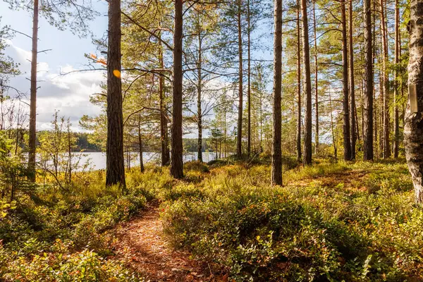 Uzun çam ağaçları, sonbahar yaprakları ve göl manzaralı İskandinav ormanlarında yürüyüş yolu. Seyahat, eko turizm, açık hava macerası ve vahşi doğa projeleri için mükemmel bir doğa manzarası.