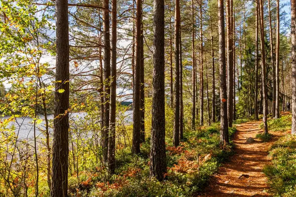 Uzun çam ağaçları, sonbahar yaprakları ve göl manzaralı İskandinav ormanlarında yürüyüş yolu. Seyahat, eko turizm, açık hava macerası ve vahşi doğa projeleri için mükemmel bir doğa manzarası.