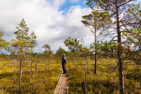 Erkek yürüyüşçü, kuzey bataklık arazisinde yürüyordu. Parçalı bulutlu gökyüzünün altında çam ağaçları, huzurlu sonbahar doğa sahnesi, yürüyüş, yalnızlık ve ekolojik turizm.