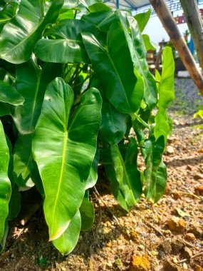 Yere yakın taze yeşil yaprakları olan alçak bir çalılık, öğleden sonra güneş ışığına maruz kalmış, üzerinde eski dallar asılı..