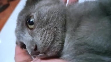 Yakın çekim, gri bir kedinin yüzüne odaklanır. Kedi gözü en belirgin özelliktir. Göz koyu, dikey gözbebeği açıkça görülebilen sarı veya kehribar renkli çarpıcı bir tondur. Gözün dokusu karmaşık desenler gösteriyor..