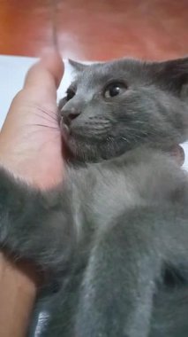 Güzel pofuduk gri bir kedinin insan eliyle nazikçe tutulduğu yakın çekim bir video. Kürkü, özellikle boyun ve göğsünde uzun ve pelüş görünen yumuşak griden oluşan tutarlı bir tondur..