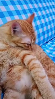 Tombul, hafif turuncu tekir kedinin tımar edilişinin ortasında çekilmiş yakın çekim bir video. Vücudu, alt kısmıyla ilgilenirken rahat bir şekilde kıvrılmış. Bu sahne, kedi kendi kendine bakım rutinine girerken huzurlu bir evcilik hissi veriyor..