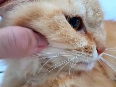 Güzel bir turuncu kedinin yumuşak, dalgalı kürkünü gösteren video. Küçük bir pire, kedinin gözünün yanında görünür bir şekilde duruyor ve sahneye biraz gerçekçilik katıyor. Bir insan eli nazikçe kedinin yüzünü çerçeveler..