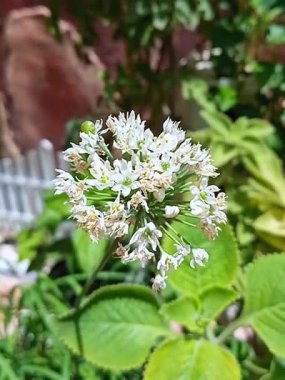 Görüntüler sarımsak soğanının (Allium tuberosum) narin güzelliğini gösteriyor. Bu görüntüler tazelik, doğal güzellik ve yemekle ilgili projeler için mükemmel, çiçek açan aşçılık bitkilerinin zarafetini anımsatıyor..