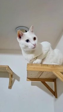 Görüntülerde, el değmemiş beyaz bir kedinin çarpıcı bir heterokromisi, canlı bir mavi gözün sıcak, ela kahverengi eşiyle güzel zıtlaşması görülüyor. Kedi zarif bir şekilde açık renkli ahşap bir rafta, beyaz bir zemin üzerinde oturur..