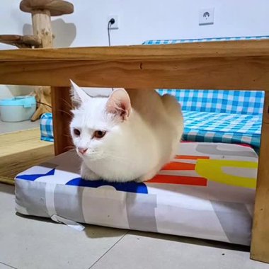 Görüntülerde bir kehribar ve bir mavi gözle çarpıcı beyaz bir kedi görülüyor. Kedi zarif desenli bir yastığın üzerinde oturuyor, yumuşak, tüylü kürkü canlı arkaplanla çok güzel zıtlaşıyor..
