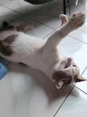 Görüntülerde, serin, fayanslı bir zeminde sırtüstü uzanmış beyaz ve bronz bir kedi görülüyor. Kedinin patileri kırmızı bir tüy çubuğuna doğru şakacı bir şekilde kaldırılır. Bu da eğlenceli bir etkileşime girdiğini gösterir..