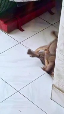 Görüntülerde, biri sıcak, tekir ceketli, diğeri koyu gri ya da siyah kürklü iki kedi yavrusunun serin, beyaz bir zeminde yuvarlanarak birbirlerine girdikleri görülüyor..