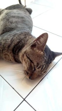 Bir tekir kedi, sıcak ortam ışığı altında, yüzeyin serinliği içinde, beyaz fayanslı bir zeminde huzur içinde dinlenir. Rahatlamış ifadesi ve kapalı gözleri, konforun, sakinliğin ve tembel bir günün yavaş ritminin özünü yakalar..