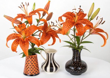 The bold and vibrant Tiger Lily, with its distinctive orange and black-spotted petals, is displayed in this panoramic floral arrangement. Known for its dramatic and eye-catching appearance, the Tiger Lily flowers are arranged in a variety of vases, e clipart