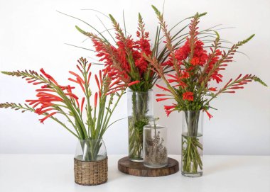 The Firecracker Plant, with its long, tubular red flowers, is showcased in this panoramic floral arrangement. Known for its dynamic and eye-catching appearance, these flowers are arranged in a variety of vases, from sleek glass pieces to more natural clipart