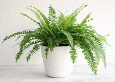 A striking image showcasing a Bamboo Palm (Chamaedorea seifrizii) in a woven basket planter, captured on a white background. The plants graceful fronds arch upward, displaying rich green leaves that add a tropical vibe to the space. clipart