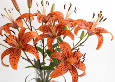 The bold and vibrant Tiger Lily, with its distinctive orange and black-spotted petals, is displayed in this panoramic floral arrangement. Known for its dramatic and eye-catching appearance, the Tiger Lily flowers are arranged in a variety of vases, e clipart