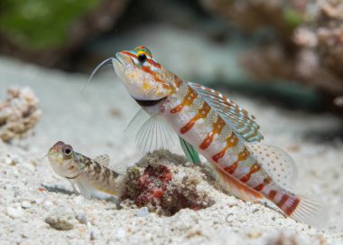 The Shrimp Goby, with its vibrant body and distinctive patterns, is shown perched gracefully on the sandy ocean floor alongside its burrowing shrimp companion. This symbiotic pair creates a fascinating focal point, highlighting the unique relationshi clipart