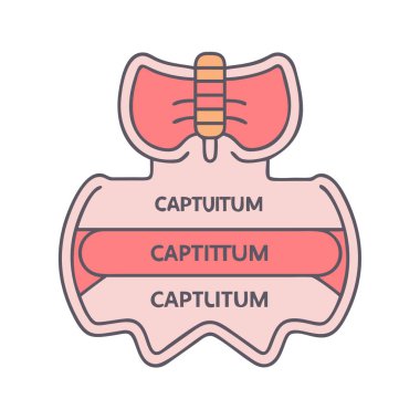 Capitulum Anatomi Simgesi Tasarımı