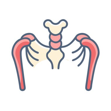 Biçimli Köprücük Anatomisi Simgesi