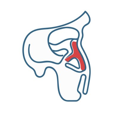 Etmoid Kemik Anatomisi Simgesi Tasarımı