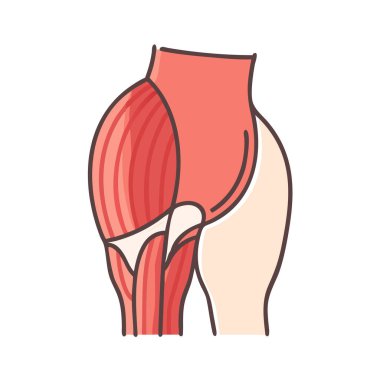 Modern Gluteus Maximus Kas Anatomisi Simgesi