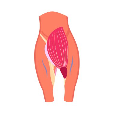 Stil Gluteus Medius Kas Anatomisi Simgesi