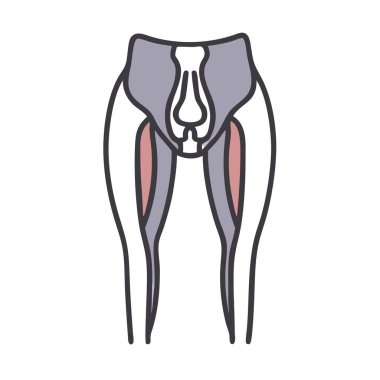 Quadriceps Femoris Anatomi Simgesi